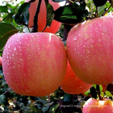 Export fresh apple fruit price